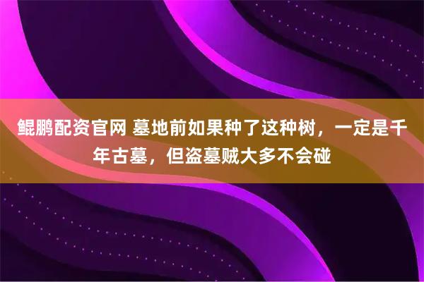 鲲鹏配资官网 墓地前如果种了这种树，一定是千年古墓，但盗墓贼大多不会碰